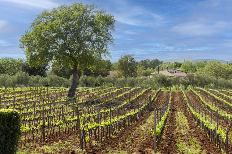 Alcuni dei vigneti della cooperativa