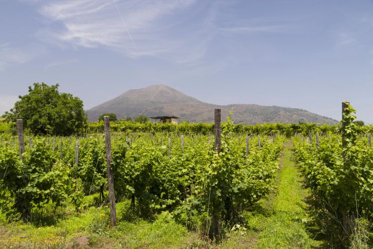Un grande potenziale per i vigneti ai piedi del vulcano