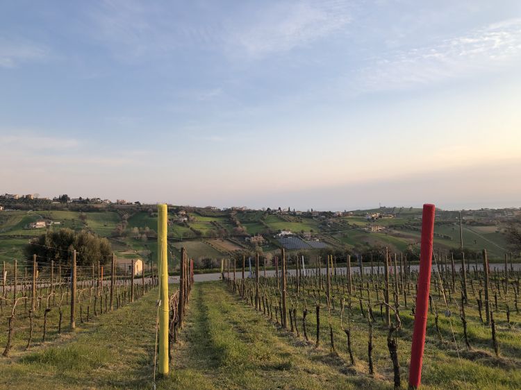 I vigneti di Podere Colle San Massimo, a Giulianova, con i pali colorati che presto diventeranno delle grandi matite. Sulla collina in testa al podere, nel futuro prossimo, è prevista l'installazione di una Big Bench per godersi il panorama in ogni momento del giorno
