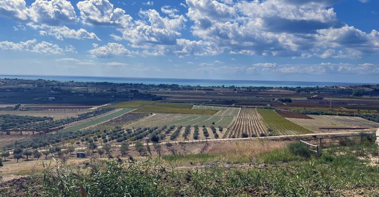 Menfi e le sue caratteristiche: vigne, ulivi e mar