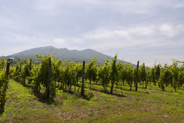 I vigneti ai piedi del Vesuvio