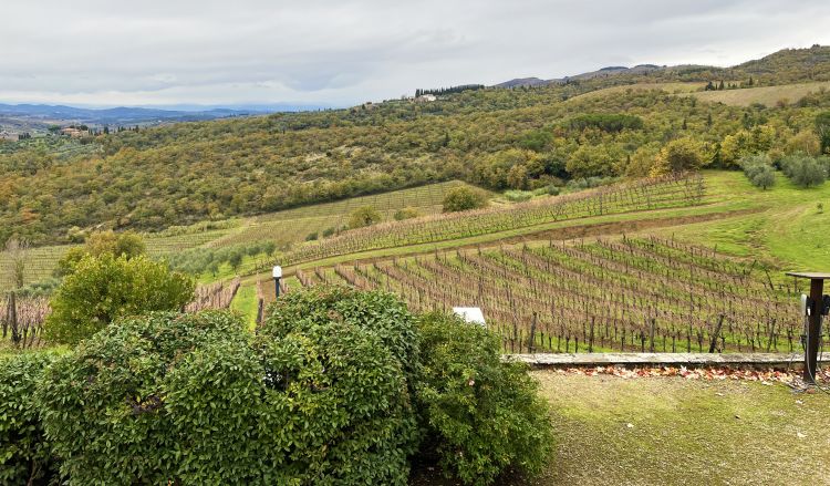 Il panorama con i vigneti dalla collina di Ruffoli
