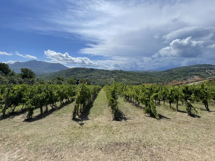 Vista sui vigneti dall'agriturismo della Cantina Caggiano, a Taurasi (Avellino)