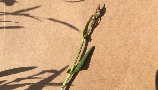 Erba Brusca o Rumex acetosa