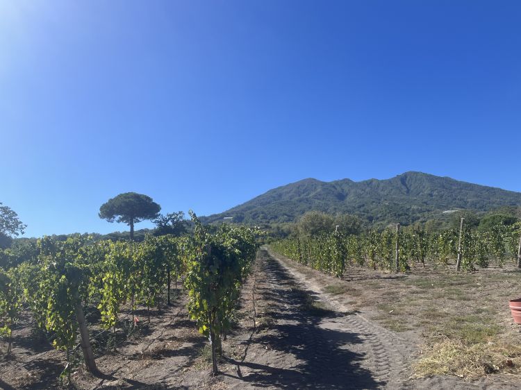Un vigneto di Catalanesca sul Monte Somma