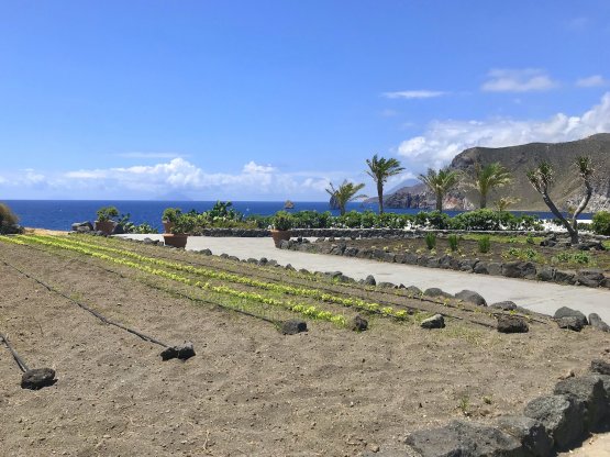 Part of the vegetable gardens at Therasia supply most of the vegetables used by Guidara