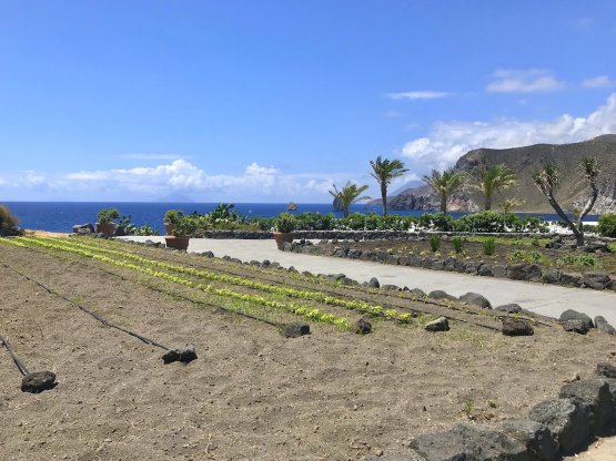 Part of the vegetable gardens at Therasia supply most of the vegetables used by Guidara
