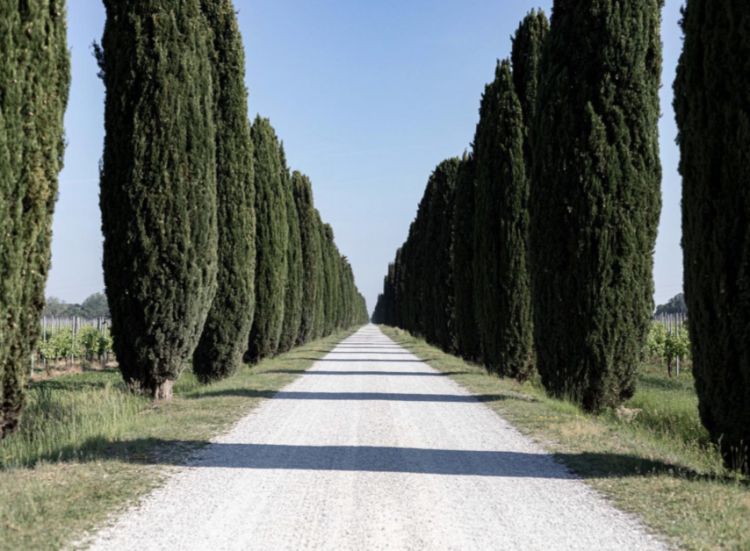 Il viale che porta alla tenuta
