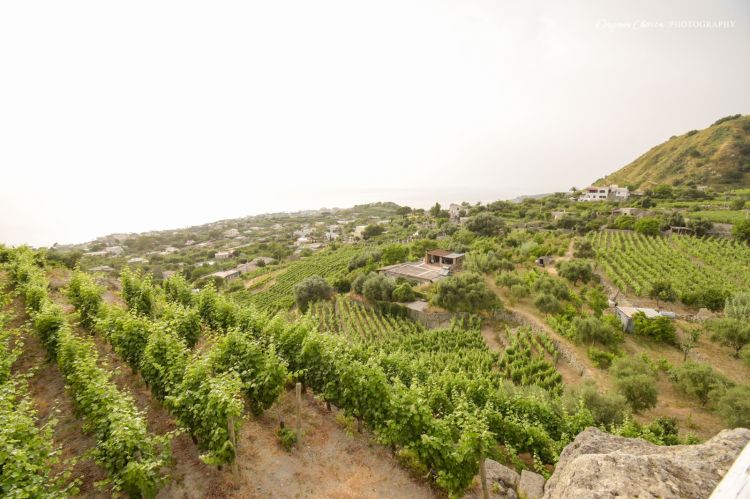 Vista dalla Tenuta C'est la Vie, Ischia
