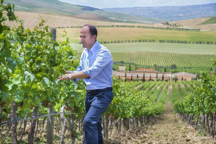 Il presidente del Consorzio Antonio Rallo in mezzo alle vigne
