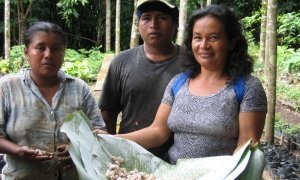 Il cacao biologico e Fairtrade di Alce Nero nasce dalle piantagioni dei soci della cooperativa APPTA del Costa Rica e della cooperativa Cepicafe del Perù