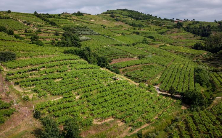 Un'immagine dei vigneti
