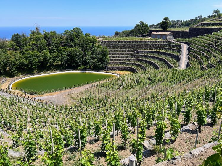 La splendida vista sull'anfiteatro di filari e ulivi dell'azienda e agriturismo La Gelsomina, a mezz'ora da Taormina e da Catania
