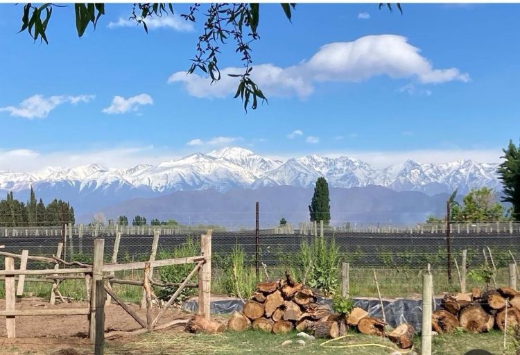 La vista dal vigneto di Giuseppe Franceschini - p