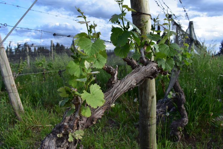 Un “candelabro” del vigneto centenario di Franceschini a Perdriel
