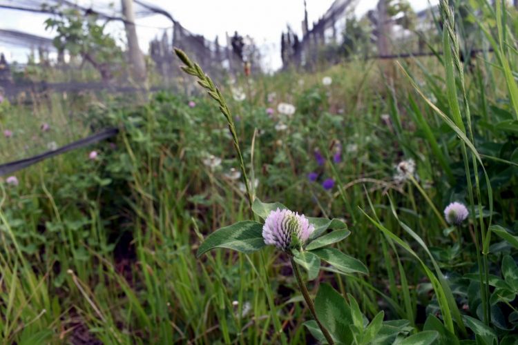 Il vigneto di Franceschini a Perdriel si trova in una zona calda. Grazie a un uso sapiente del coltivo di copertura, riesce ad abbassare la temperatura nel vigneto e a ottenere acidità e freschezza inedite, assolutamente insolite per questa zona
