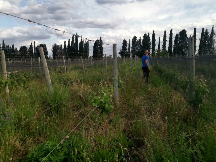 Franceschini tra i filari del suo vigneto a Perdriel