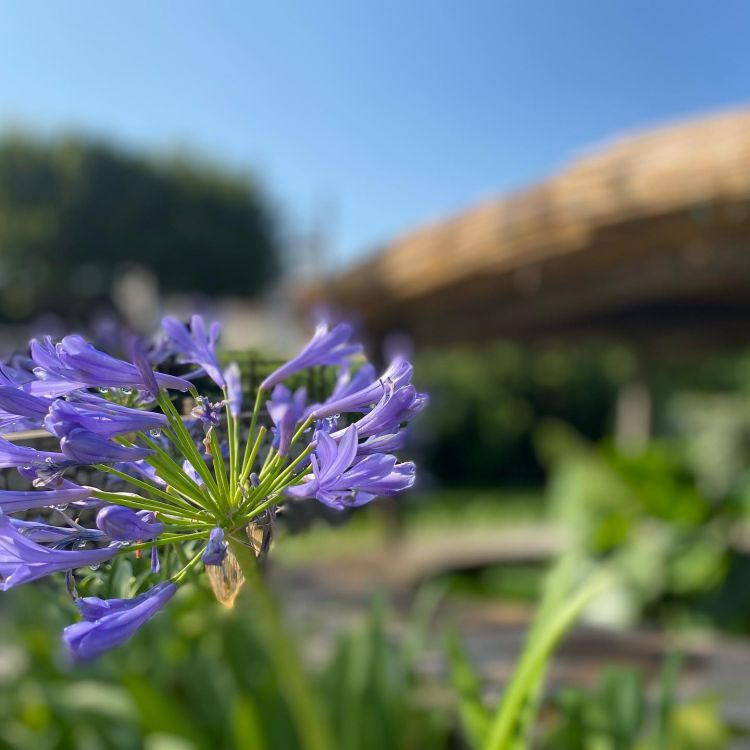 L'agapanthus blu, il fiore simbolo di Villa Marina
