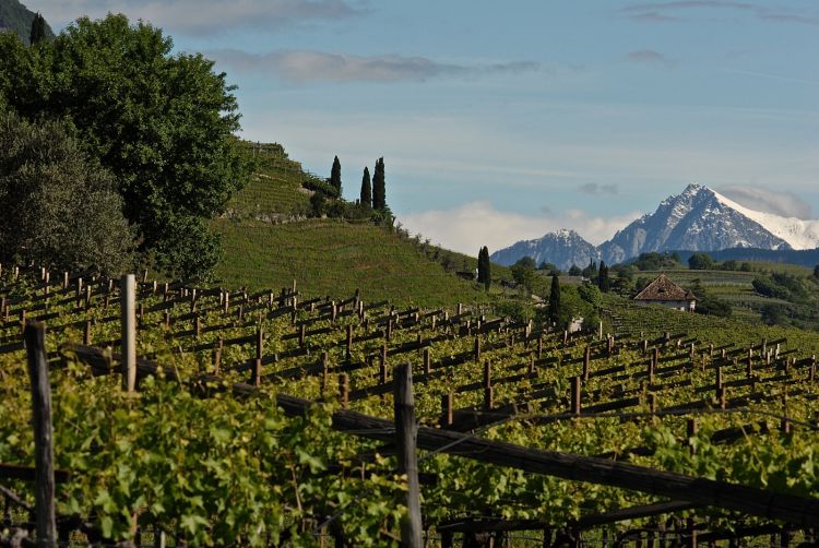 I vigneti della famiglia Lageder in Alto Adige
