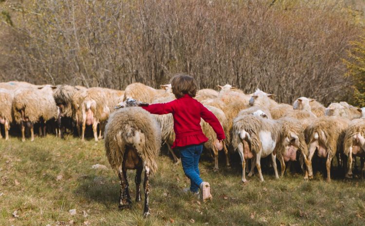 L'agnello carsolino salvato dall'estinzion