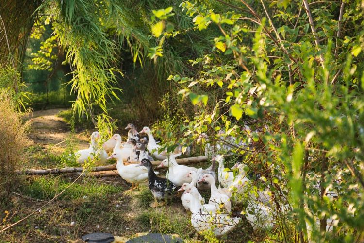 Il benessere animale&nbsp;a LagoPratese &egrave; fondamentale. Gli animali crescono con spazi da 3 a 5 volte superiori rispetto ai parametri dell&rsquo;allevamento intensivo.
