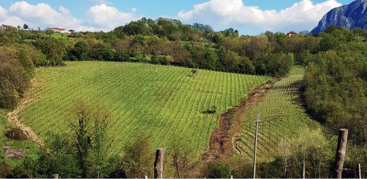 Alcuni dei vigneti di Lapio