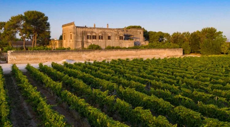 L'azienda agricola e i vigneti
