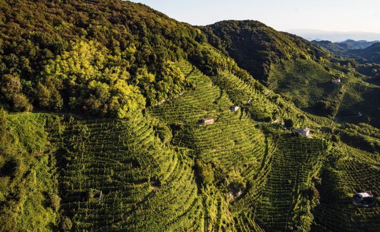 Le 43 Rive sono le zone più vocate per la produzione del Prosecco Docg