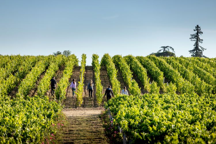 Il mosaico di terroirs costituisce la grande forza di Château-Figeac
