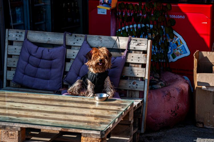 Foto di Leman Simonshvili (Pexels)