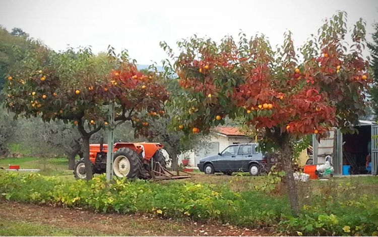 La raccolta dei cachi all'Orto di Paolo ad Ascoli
