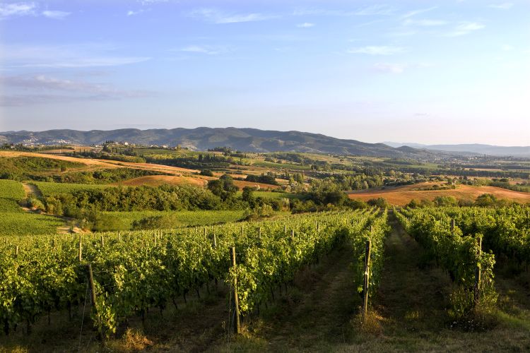 Il vigneto del Vigna Monticchio
