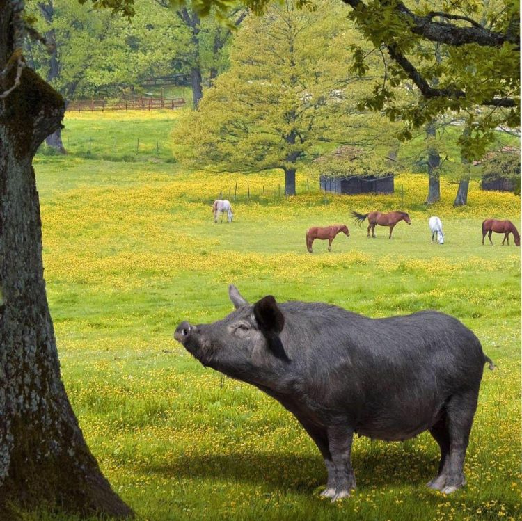 Maiale nero dei Nebrodi alla Fattoria Borrello
