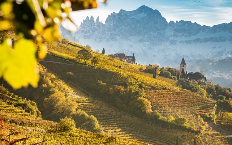 Vigne e montagne: un connubio perfetto