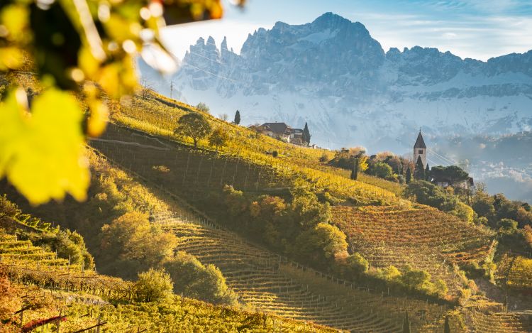 Vigne e montagne: un connubio perfetto
