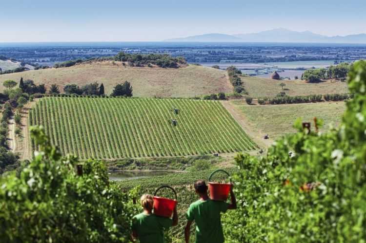 I vigneti di Belguardo
