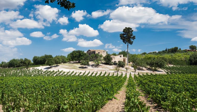 La tenuta Zisola, non lontano da Noto