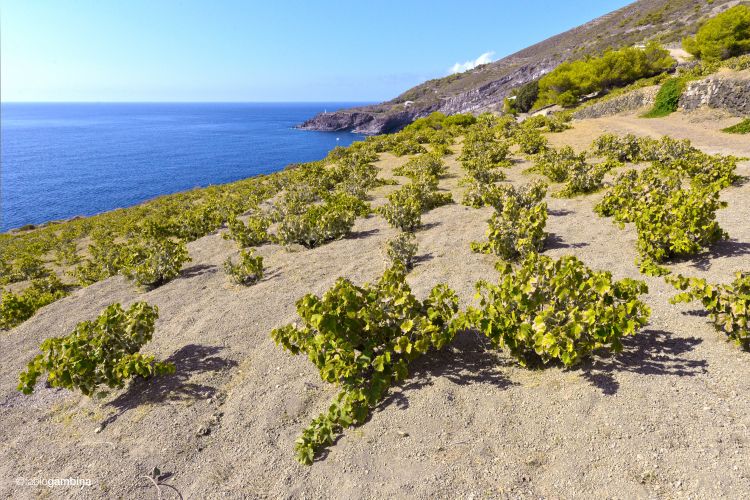 Le vigne di Donnafugata a Pantelleria. Crediti fot