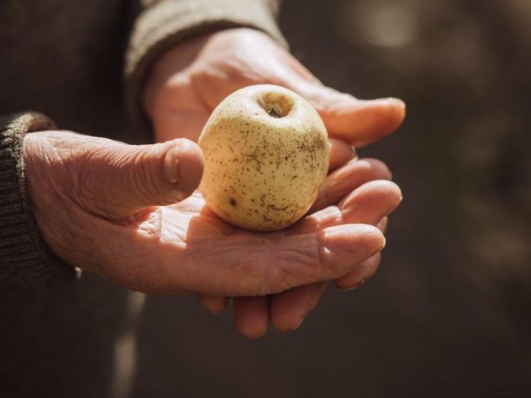 L'antica mela Limoncella di Sant’Agata sui 