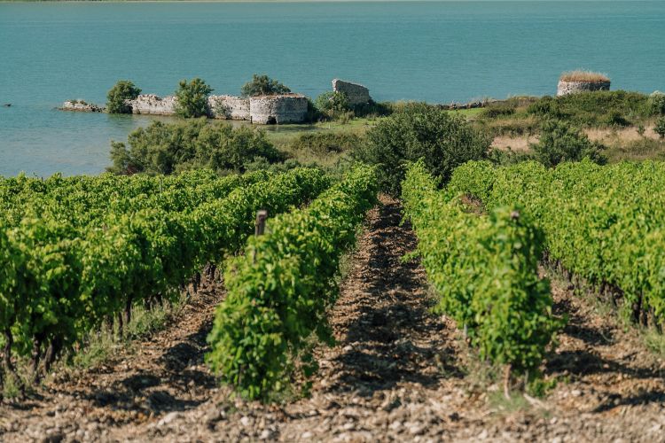 Una bella immagine dei vigneti di Planeta a Ulmo