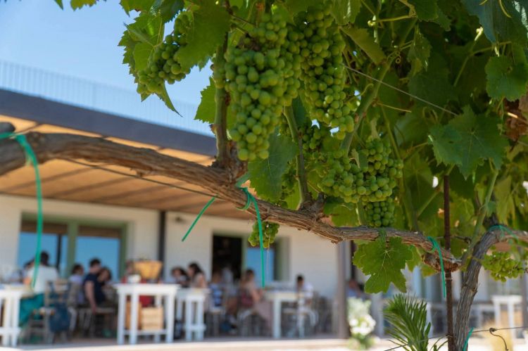 Tavoli a due passi dalle vigne: è l'osteria O