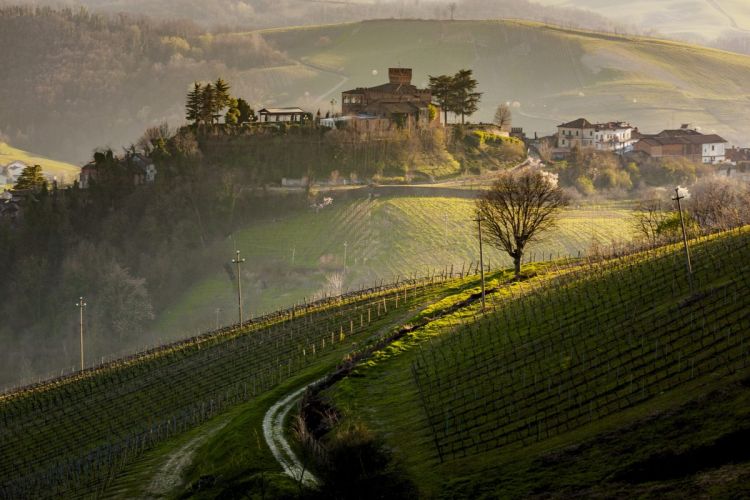 Una bella immagine delle colline e dei vigneti pavesi (foto: Consorzio tutela vini Oltrepò Pavese)