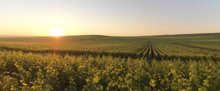 I vigneti dai quali nascono gli champagne Moët Hennessy