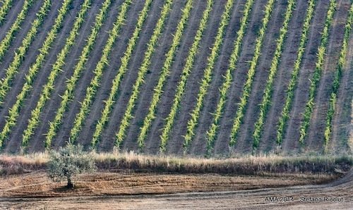 Montepulciano d'Abruzzo vineyards depicted in Stef