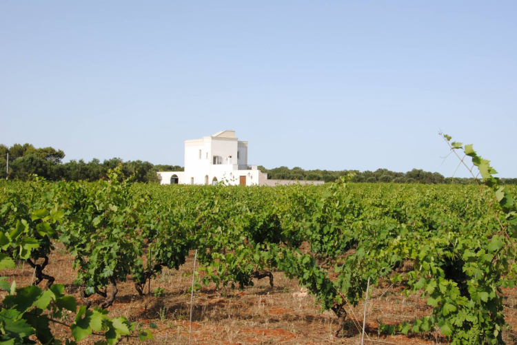 L'azienda Morella di Manduria punta tutto sull