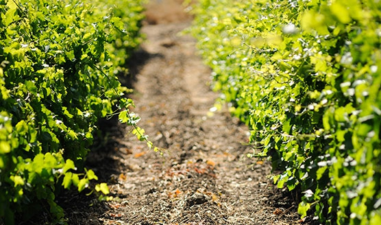 Uno scorcio dei vigneti di famiglia
