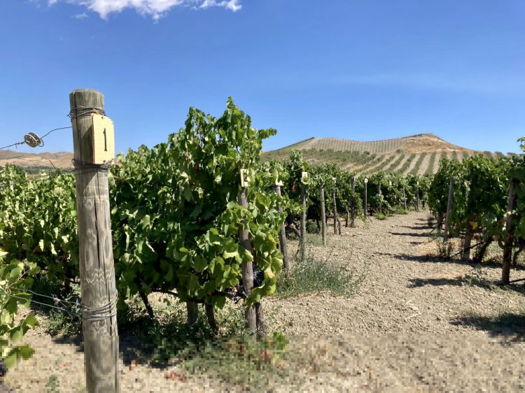 Quando gli antichi Greci colonizzarono la Calabria la chiamarono Enotria: la terra ove si coltiva la vite e si produce il vino
