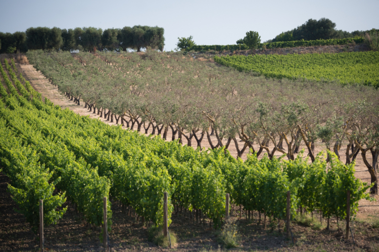 I vigneti di Ognissole in localita Fragnano
