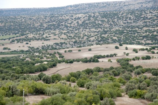 Gli ulivi nella riserva naturale della Valle dell�