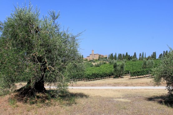 Veduta della Tenuta Banfi di Frantoio Franci